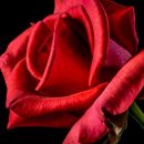 Qu'est-ce qu'une rose éternelle ?