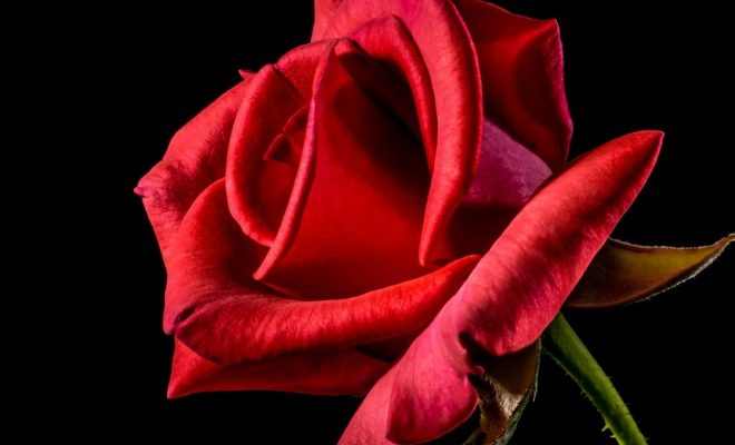 Qu'est-ce qu'une rose éternelle ?