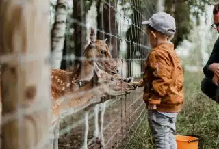boy feeding a animal during daytime