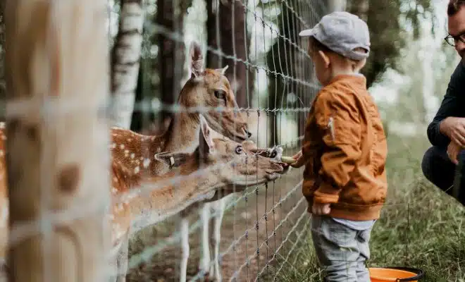 boy feeding a animal during daytime